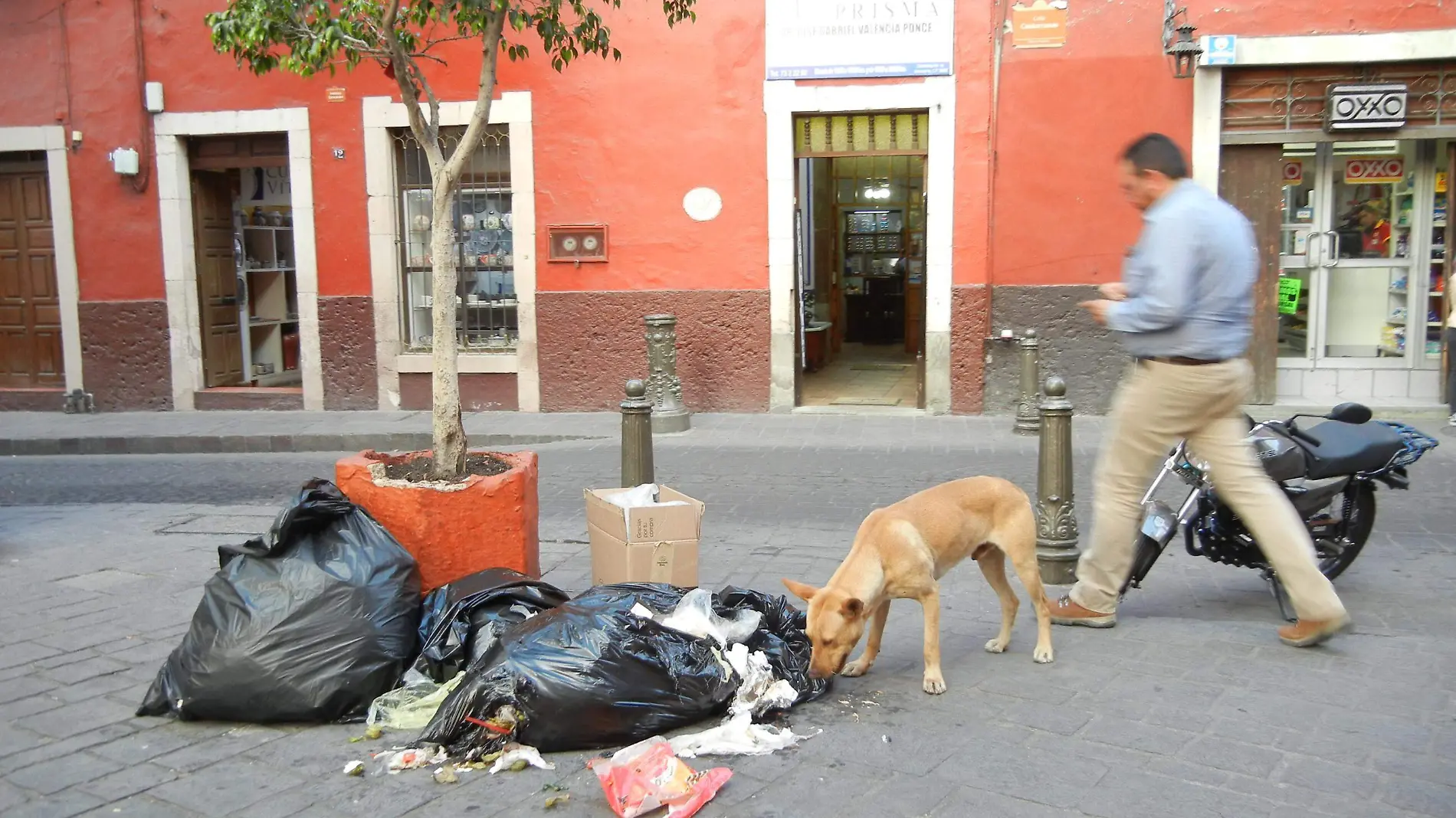 Guanajuato Exhortaran a 17 municipios para realizar campanas en pro de mascotas Foto Crescencio Torres (6)